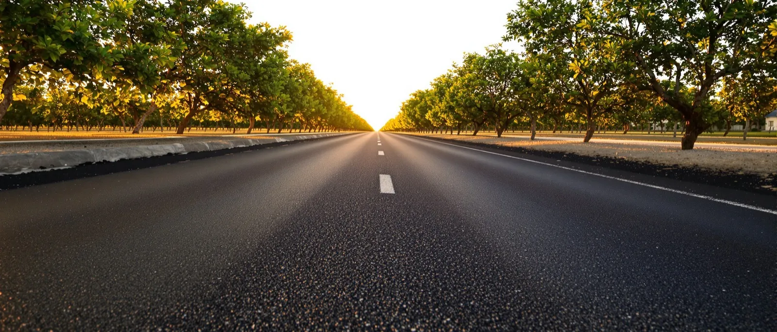 Freshly paved rural road beside a citrus grove in Indian River County